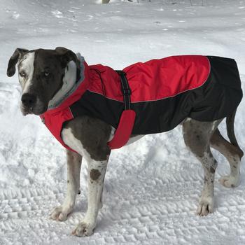 Alpine All-Weather Dog Coat – Red and Black