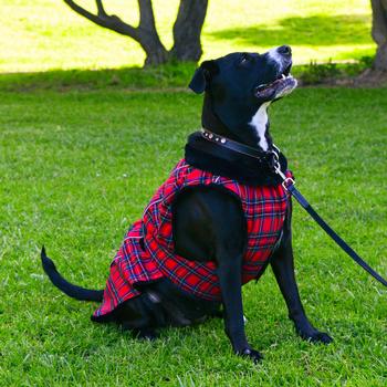 Alpine Flannel Dog Coat – Red and Green Plaid