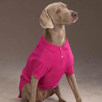 Polo Dog Shirt – Raspberry Sorbet