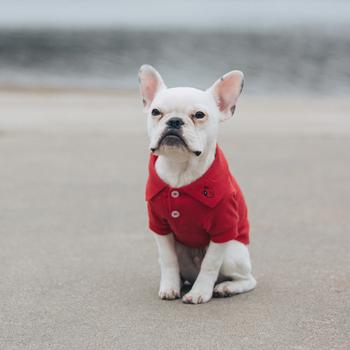 Solid Dog Polo by Doggie Design – Flame Scarlet Red